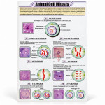 Animal Cell Mitosis Chart